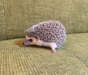 ハリネズミの赤ちゃんの育て方と注意点