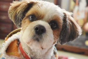 シーズーの性格の特徴は？