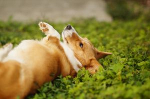 コーギーのしっぽを切る理由とは?絶対に切らないといけないの?