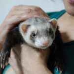 フェレットの臭いの原因と対策法!手術は必要なの?
