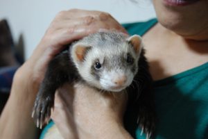フェレットの飼育方法まとめ