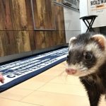 フェレットの種類の性格や特徴・値段まとめ
