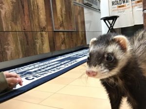 フェレットの種類の性格や特徴・値段まとめ