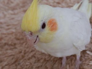 オカメインコの飼い方まとめ