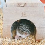 ハリネズミがなつく方法と慣れるまでの期間について