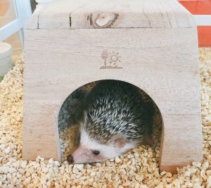 ハリネズミがなつく方法と慣れるまでの期間について
