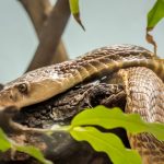 ペットの蛇の値段と餌！飼育上の注意点とは？