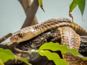 ペットの蛇の値段と餌！飼育上の注意点とは？
