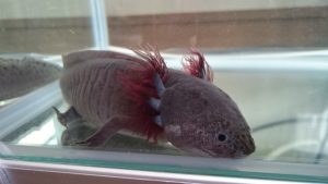 ウーパールーパーの飼い方は難しい？初心者のための基礎知識