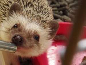 ハリネズミの種類別の値段と寿命まとめ