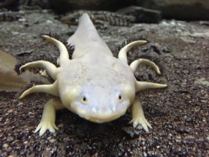 ウーパールーパーの餌の種類やあげ方!食べない時の対処法とは?