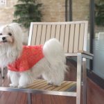 マルチーズの寿命と長生きの秘訣!心臓病になった時の対処法とは