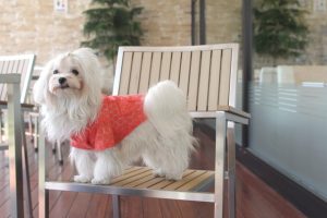 マルチーズの寿命と長生きの秘訣！心臓病になった時の対処法とは