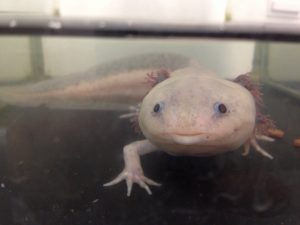 ウーパールーパーの種類別の値段と特徴