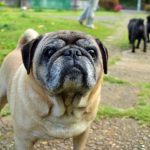 パグの値段と寿命!気を付ける病気と長生きの秘訣は?