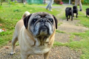 パグの値段と寿命！気を付ける病気と長生きの秘訣は？