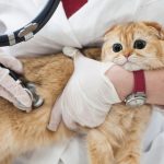 猫のFIPの原因と初期症状について