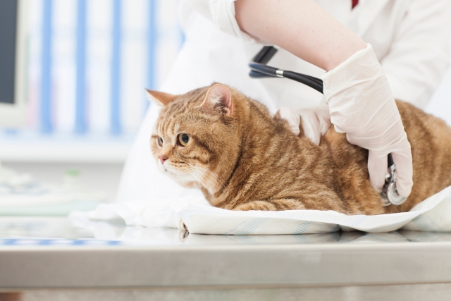 猫のFIPは完治する？治療法や予防法について