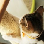 猫が爪研ぎをする4つの理由と対策・しつけ方について