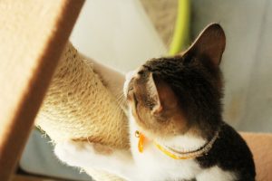猫が爪研ぎをする４つの理由と対策・しつけ方について