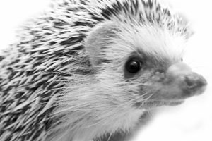 小動物の飼育に役立つ記事まとめ