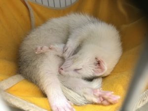 フェレットのトイレのしつけ方と掃除の仕方