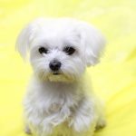 マルチーズの性格の特徴と値段について