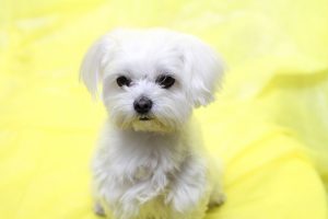 マルチーズの性格の特徴と値段について