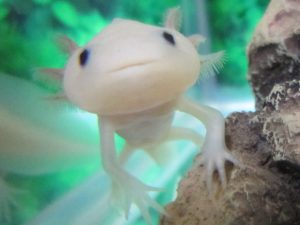 ウーパールーパーの飼育方法まとめ