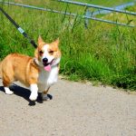 コーギーの値段と性格の特徴は?