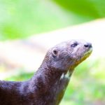 カワウソの鳴き声と臭いの対処法