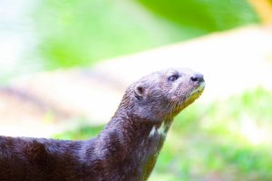 カワウソの鳴き声と臭いの対処法