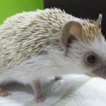 ハリネズミの臭いの原因と対策方法!病気の事もある?