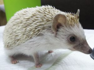 ハリネズミの臭いの原因と対策方法！病気の事もある？