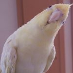 オカメインコの雛の育て方と餌の与え方