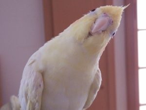 オカメインコの雛の育て方と餌の与え方