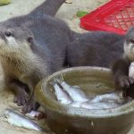 カワウソの餌の種類と量、与え方について