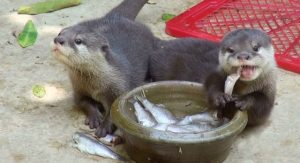 カワウソの餌の種類と量、与え方について