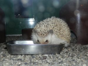 ハリネズミの餌のおすすめ・量は？食べない時はどうすればいい？