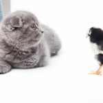猫の長毛種6種類の性格と特徴について