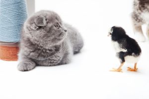 猫の長毛種6種類の性格と特徴について