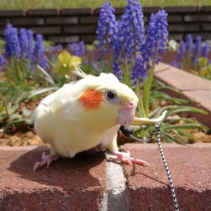 オカメインコの色の種類と性格や特徴・値段まとめ