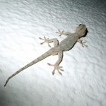 ヤモリの赤ちゃんの飼育方法と餌の与え方