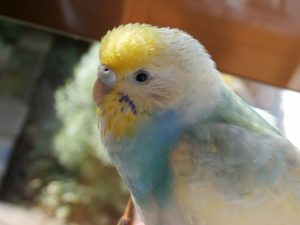 セキセイインコの餌の種類とおすすめ～吐く時の対処法