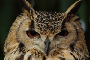 フクロウの飼育は初心者でも可能？基本の飼育方法と必要な道具