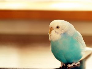 セキセイインコの飼い方まとめ