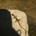 ヤモリの卵を無事に孵化させる為に必要な知識