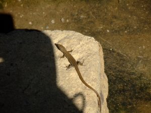 ヤモリの卵を無事に孵化させる為に必要な知識