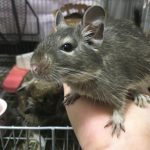 デグーの寿命と長生きの秘訣