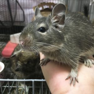 デグーの寿命と長生きの秘訣